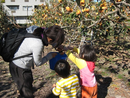 カキ収穫の写真
