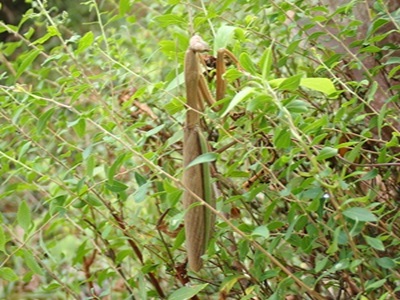 写真:カマキリを見つけました