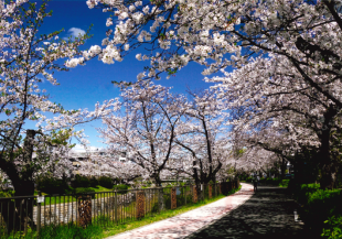 受賞作品画像「春陽桜花」