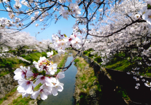 受賞作品画像「桜花」