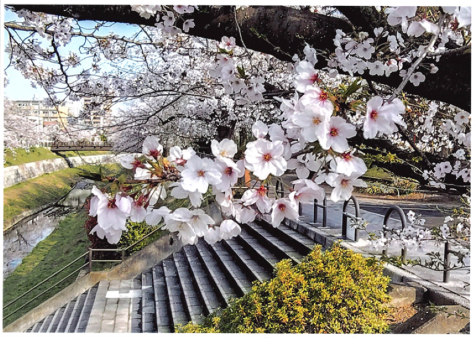 受賞作品画像「桜っ桜っ桜」