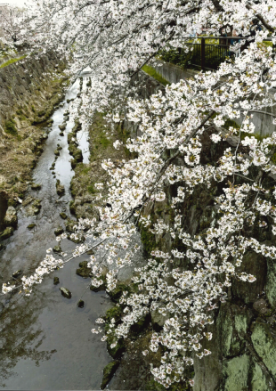 受賞作品画像「変わらない桜、未来へ」