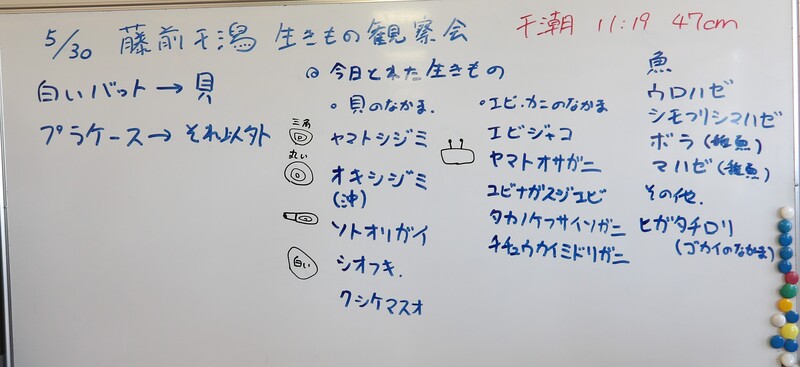 採取した生き物