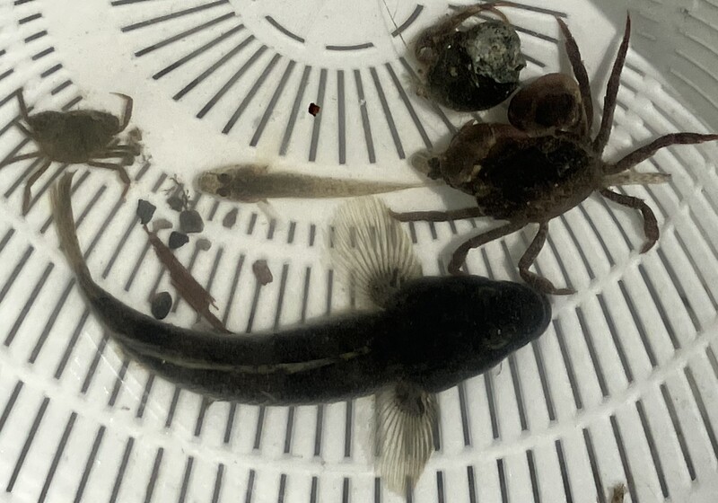 藤前干潟の生き物