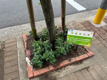 写真：きれいに植えた様子