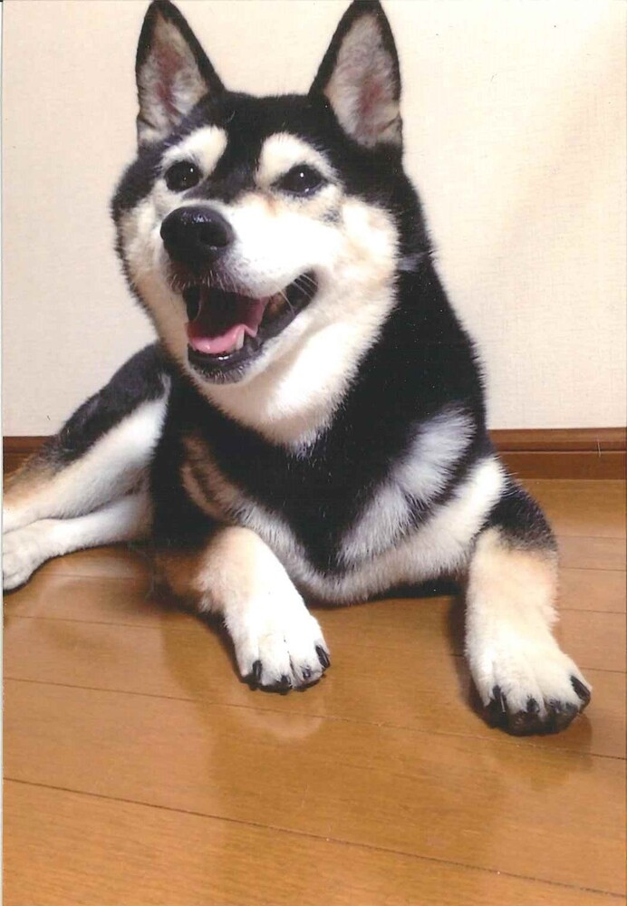 犬の写真ポッケ