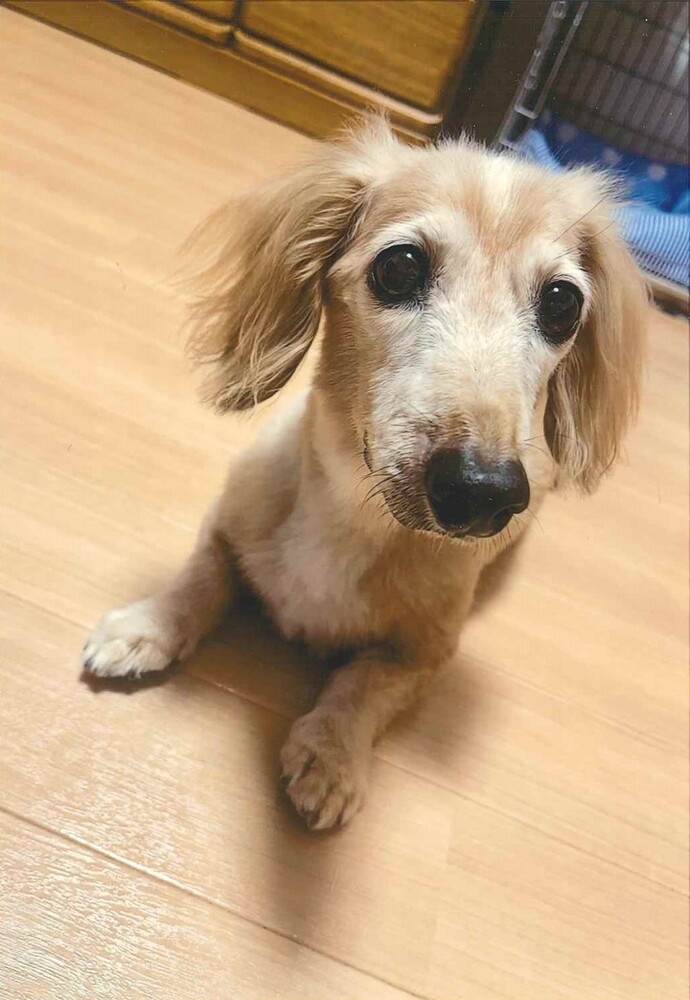 犬の写真チャップ