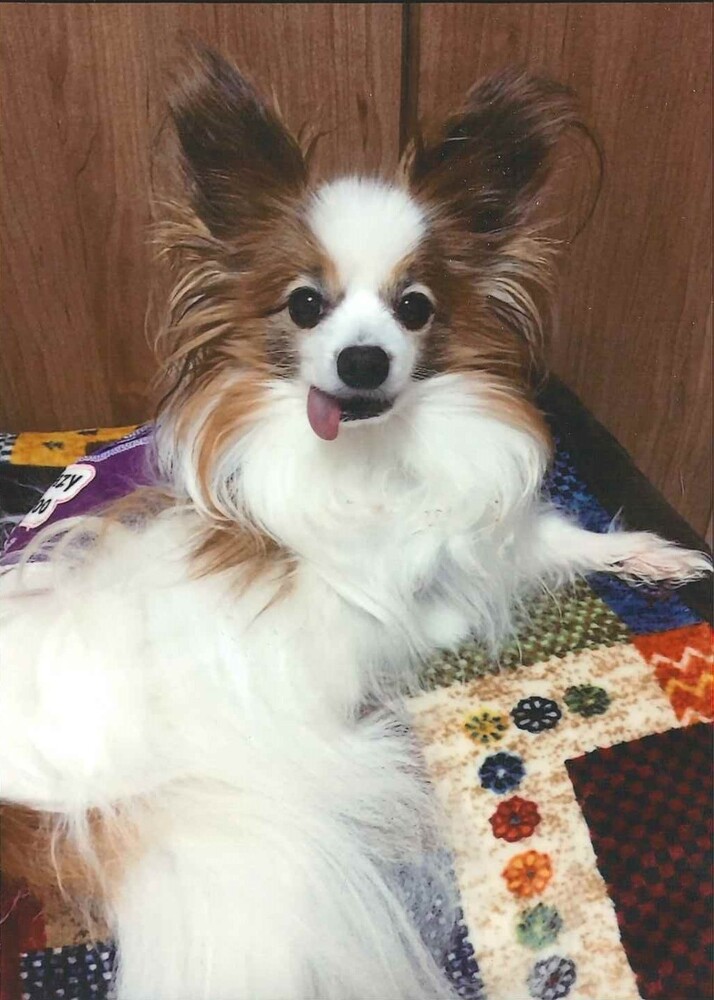 犬の写真宙(そら)