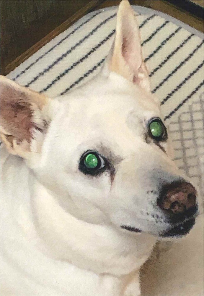 犬の写真空
