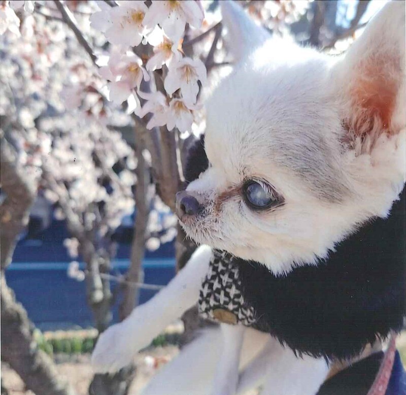 犬の写真リコ