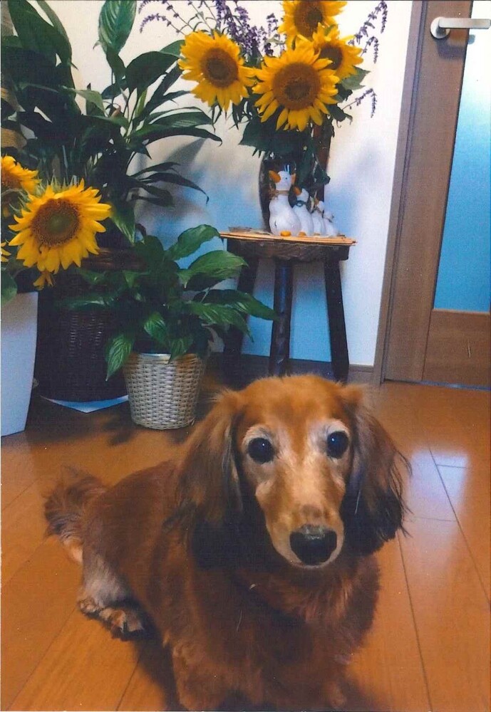 犬の写真ナナ