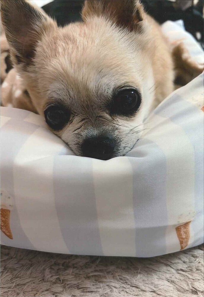 犬の写真まみ