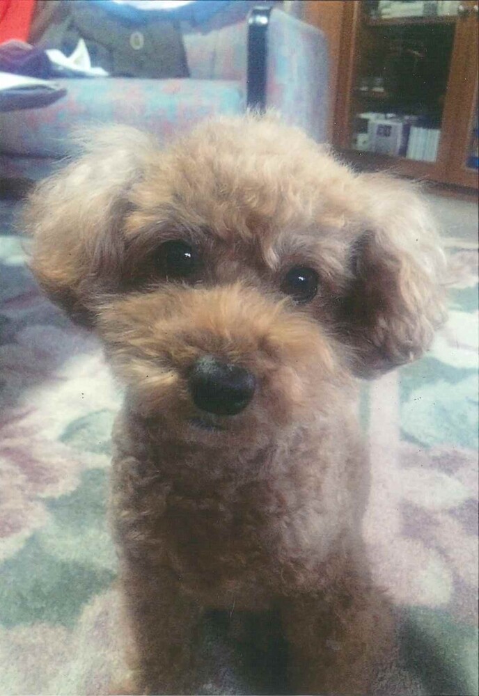 犬の写真球