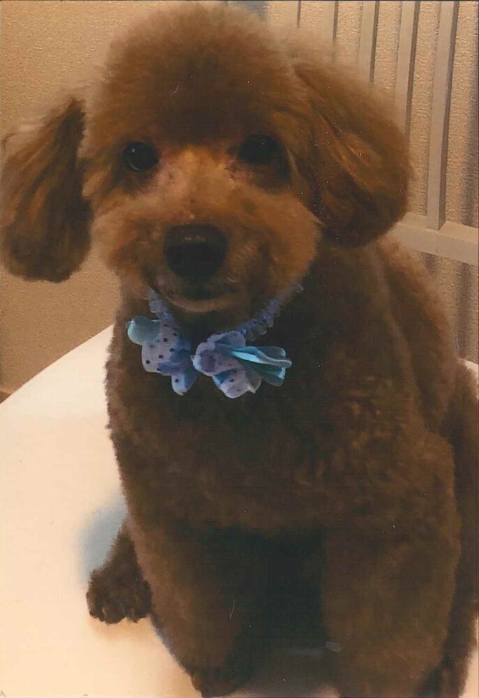 犬の写真風雅