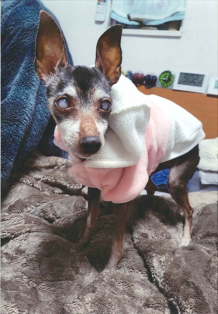 犬の写真みるく