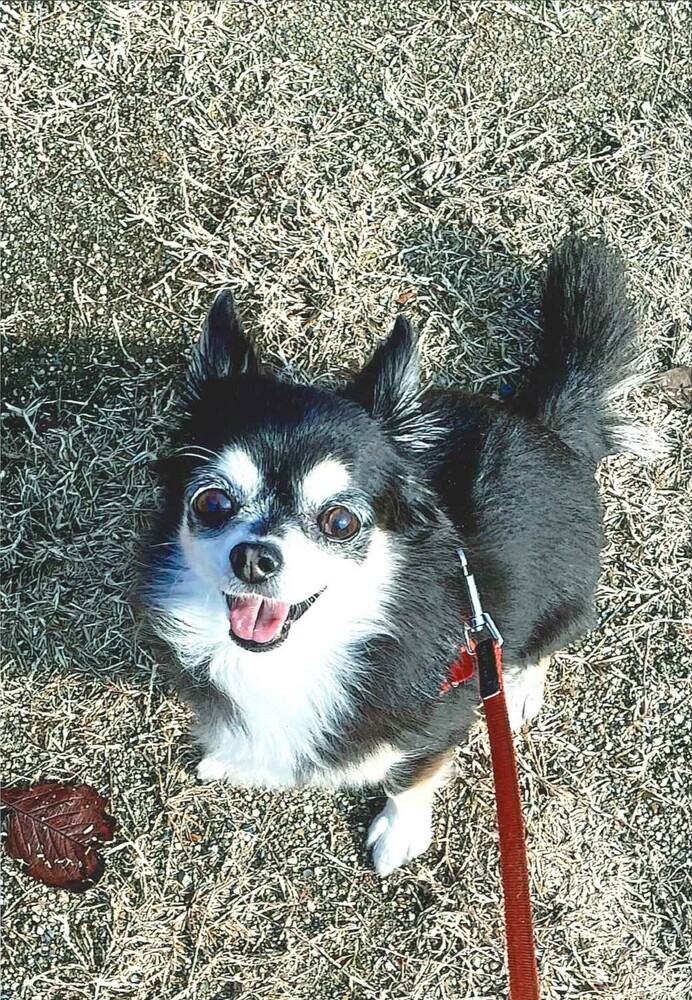 犬の写真ココ