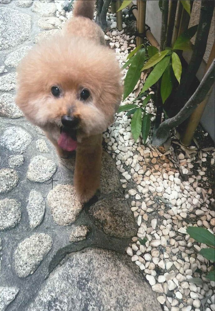 犬の写真Duke