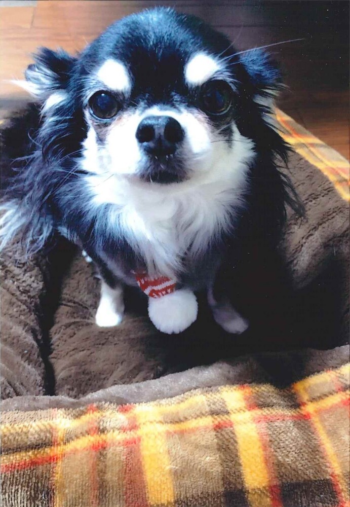 犬の写真空(くう)
