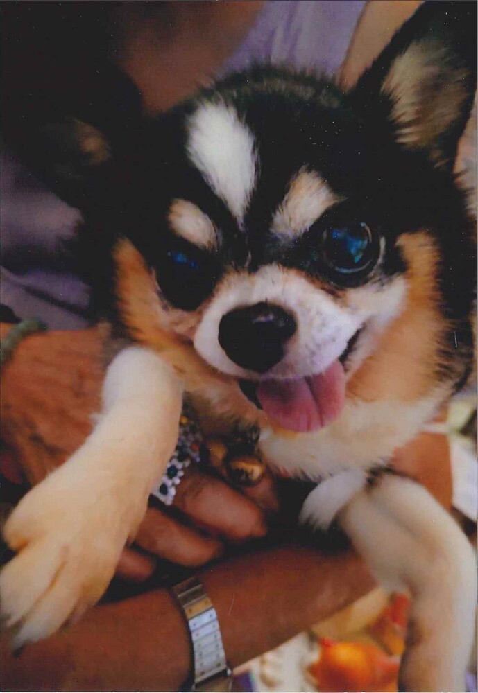 犬の写真結衣