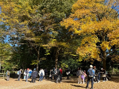 写真:紅葉をするエノキとムクノキ