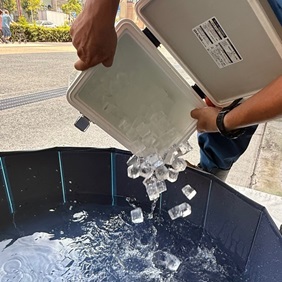 小型プールに氷を入れる写真