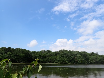 牧野池の写真です。