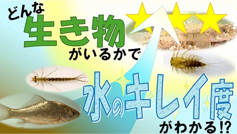 動画サムネイル：【動画】生き物で水環境を測る？　―市内河川等生物調査のご紹介－