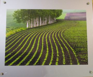 写真：写真部門市長賞の作品