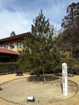 画像：東山動植物園に植樹された「奇跡の一本松」後継樹（令和8年2月撮影）
