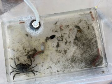 写真:カニや貝そしてゴカイ