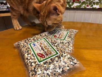 興味津々の猫