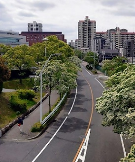 なんじゃもんじゃの並木道で手を振る区長