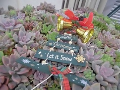 クリスマスツリーがモチーフの多肉植物