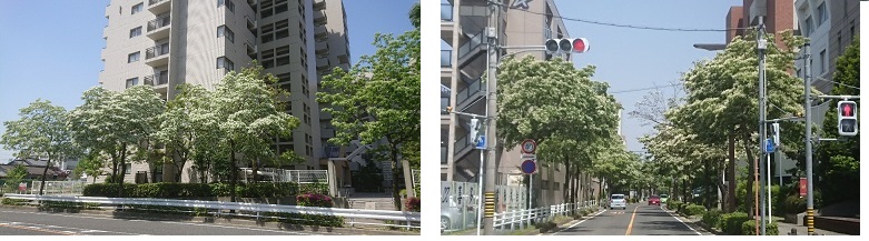 なんじゃもんじゃの画像