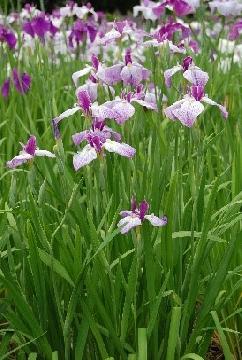 区の花（ハナショウブ）の画像