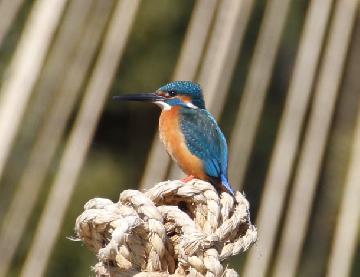 白鳥庭園の生き物たち〈生物多様性の醸成〉の画像
