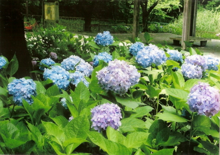 公募したアジサイの写真1