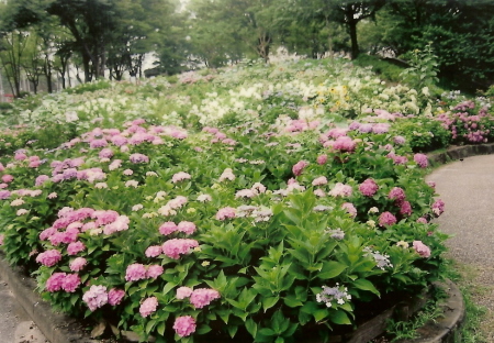 公募したアジサイの写真3