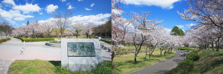 平和公園の桜の画像