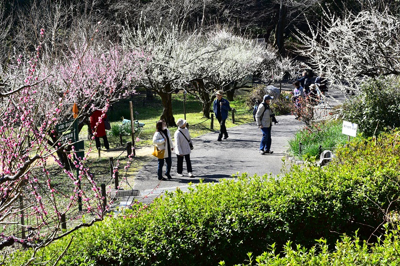 東山植物園の梅林