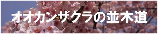 オオカンザクラの並木道