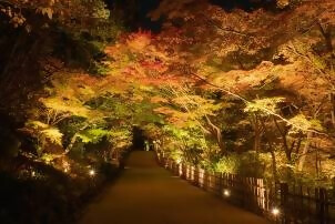 合掌線の五色もみじ(夜)