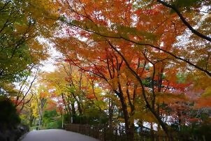 合掌線の五色もみじ(昼)