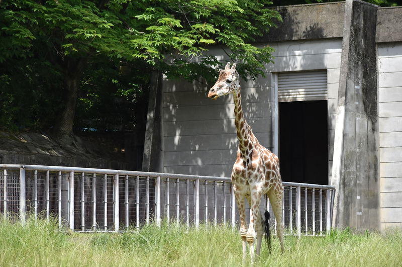 在りし日のトリノ(令和7年6月6日撮影)