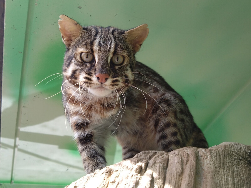 NO.105ベニースモ