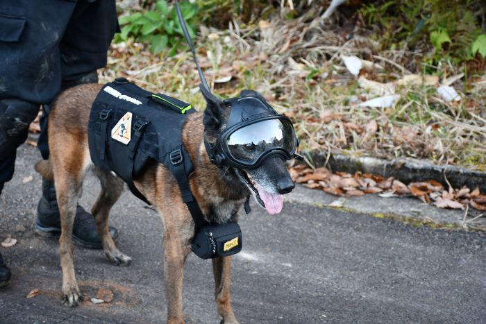 災害救助犬写真