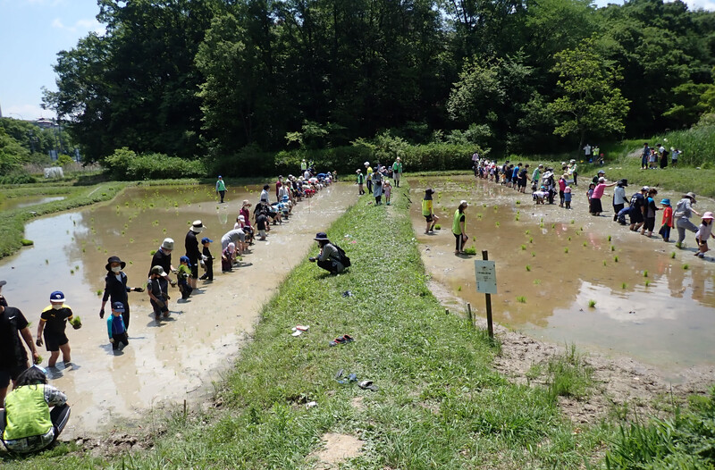 猪高緑地の棚田で田植えを行っている
