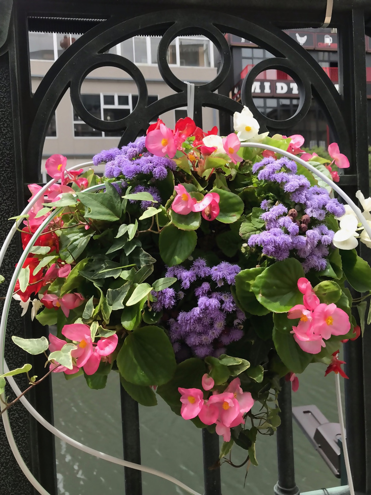 フラワーハンギングバスケットの写真です。
