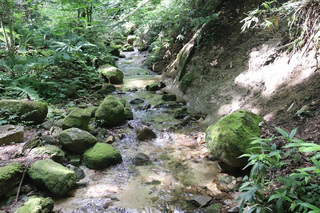 水木沢天然林の写真