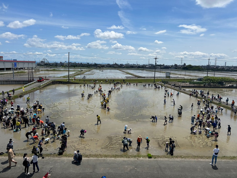 令和7年5月11日「田んぼアート」 田植えの状況